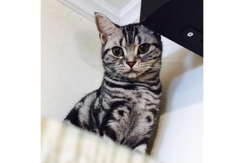 販売中のアメリカンショートヘアの親猫